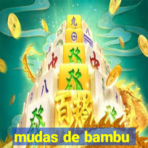 mudas de bambu